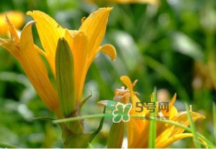 新鮮黃花菜怎么處理？干黃花菜怎么處理
