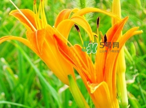 黃花菜是下奶的嗎？黃花菜是發(fā)奶的嗎