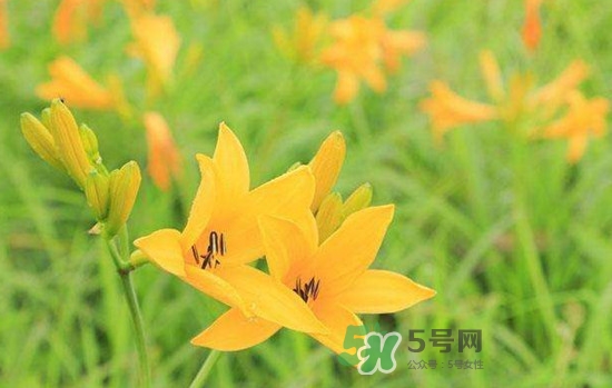 黃花菜是酸性還是堿性？黃花菜是熱性還是涼性