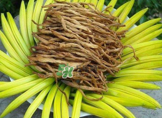 黃花菜是忘憂草嗎？黃花菜是不是金針菜