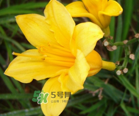 黃花菜是下奶的嗎？黃花菜是發(fā)奶的嗎