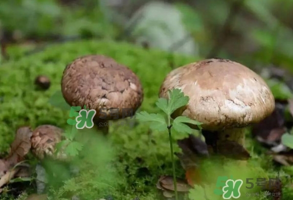 新鮮松茸用水焯嗎？新鮮松茸洗時(shí)用水浸泡嗎