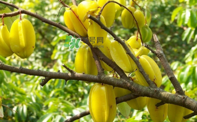 楊桃是什么季節(jié)的水果？楊桃怎么吃營(yíng)養(yǎng)價(jià)值最高？