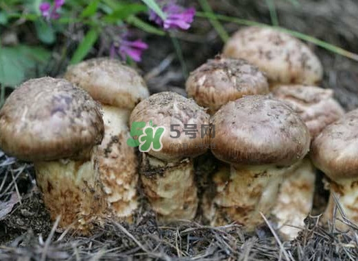 產(chǎn)婦能吃松茸嗎？哺乳期可以吃松茸嗎
