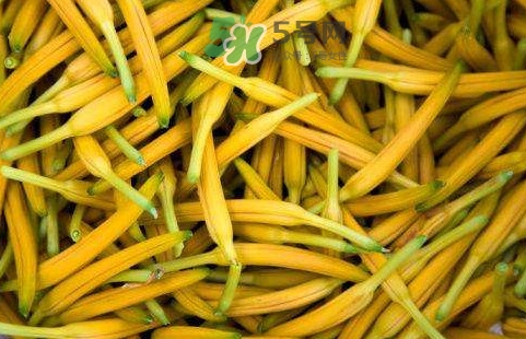 黃花菜是忘憂草嗎？黃花菜是不是金針菜