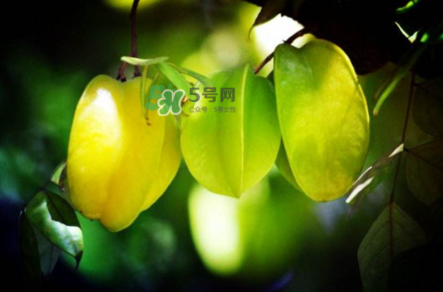 楊桃是什么季節(jié)的水果？楊桃怎么吃營(yíng)養(yǎng)價(jià)值最高？