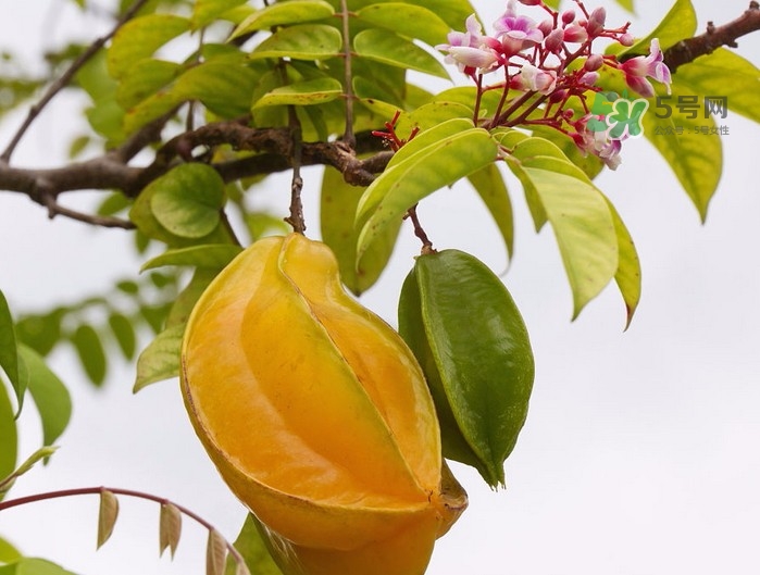月經(jīng)期可以吃楊桃嗎？月經(jīng)期可以吃什么水果？