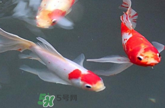 錦鯉多少錢一條？錦鯉怎么養(yǎng)不容易死