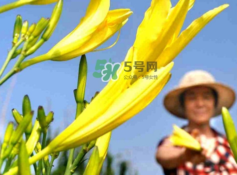 黃花菜是下奶的嗎？黃花菜是發(fā)奶的嗎