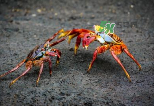 紅印蟹怎么回事？紅印蟹有什么不同？