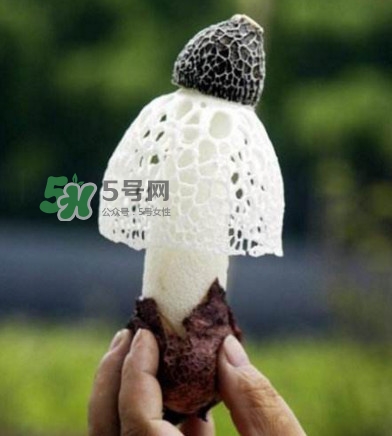 新鮮竹蓀怎么保存？干竹蓀怎么保存