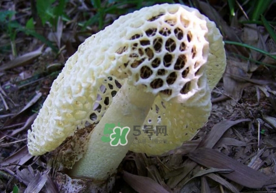 怎么去除竹蓀的怪味？如何去除竹蓀的異味