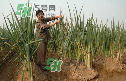 大蔥什么時(shí)候種植？大蔥什么時(shí)候上市