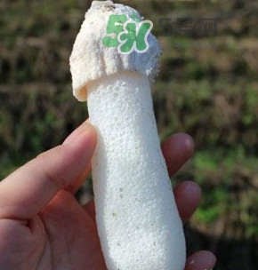 竹蓀什么樣的好？買竹蓀怎么挑選
