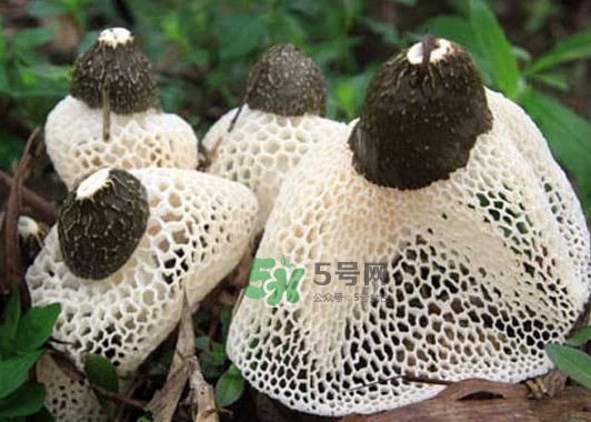 竹蓀是發(fā)物嗎？竹蓀是涼性的嗎