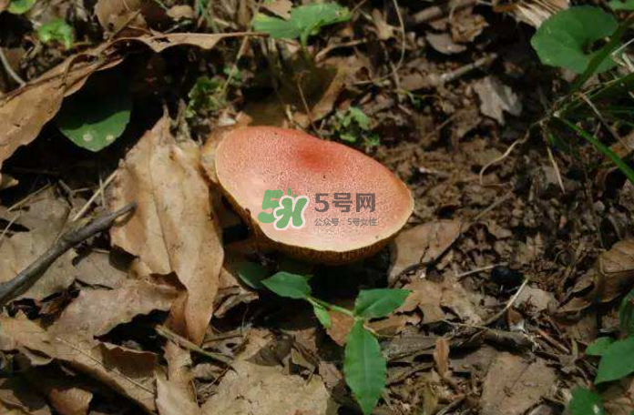 蘑菇中毒怎么辦？蘑菇中毒的癥狀