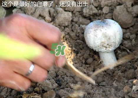 白蘑菇是什么種類？白蘑菇怎么洗才洗得干凈