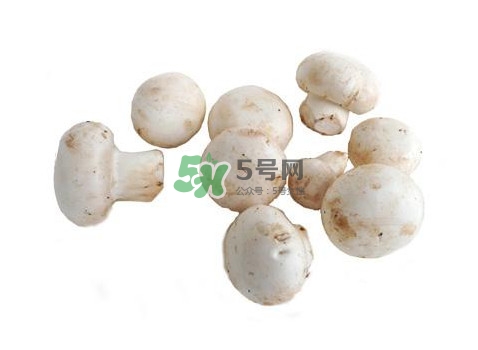 口蘑是什么蘑菇？口蘑長(zhǎng)什么樣子？