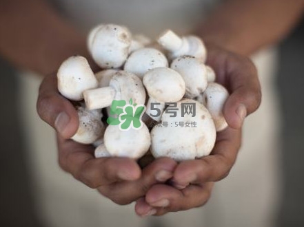 口蘑是發(fā)物嗎？口蘑是白蘑菇嗎