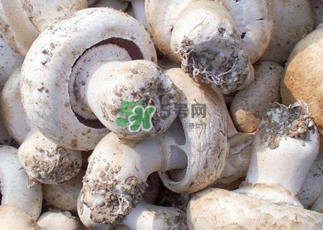 口蘑是什么蘑菇？口蘑長(zhǎng)什么樣子？