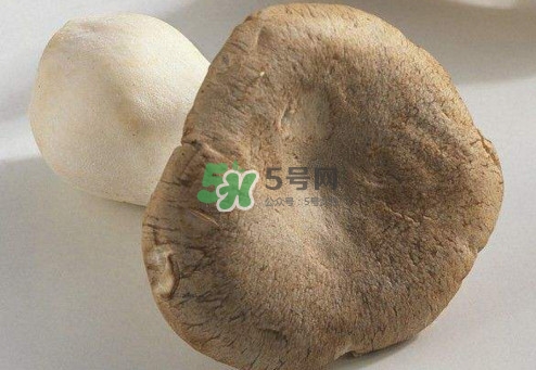 杏鮑菇用水焯嗎？杏鮑菇怎么做好吃