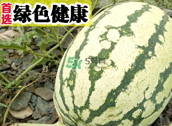 石頭瓜什么時(shí)候上市？石頭瓜多少錢(qián)一斤？