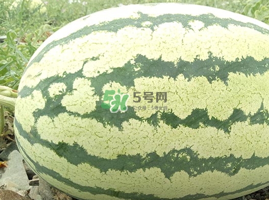石頭瓜什么時(shí)候上市？石頭瓜多少錢(qián)一斤？