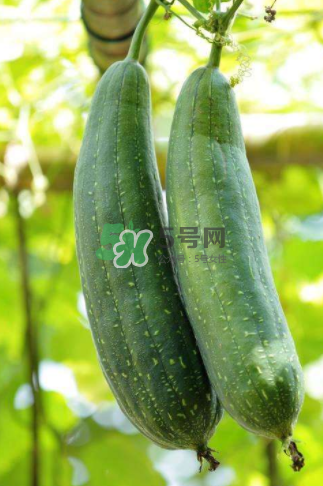 秋天吃絲瓜掉頭發(fā)嗎？秋天吃絲瓜愛(ài)掉頭發(fā)是真的嗎？