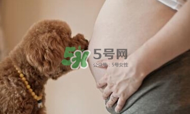 孕婦不能養(yǎng)寵物嗎？為什么孕婦不能養(yǎng)寵物？