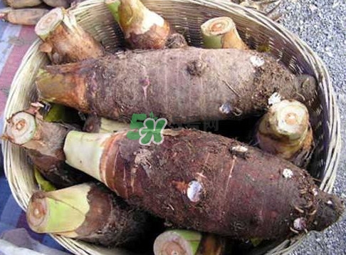 香芋和芋頭是一樣的嗎？香芋和芋頭有什么區(qū)別