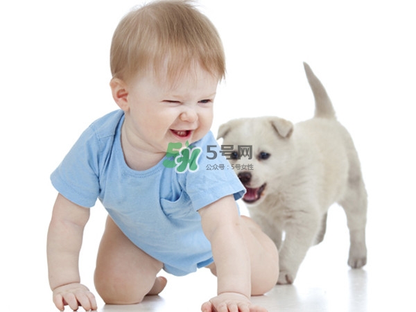 孕婦能養(yǎng)狗嗎？孕婦養(yǎng)狗注意事項
