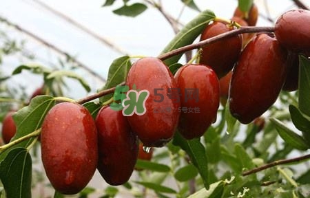 秋季吃什么水果最好？秋季常吃什么水果比較好？