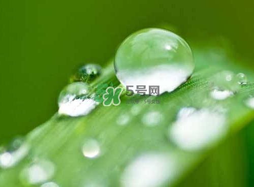 白露可以種什么菜？白露過(guò)后能種植什么蔬菜？