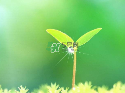 白露可以種什么菜？白露過(guò)后能種植什么蔬菜？