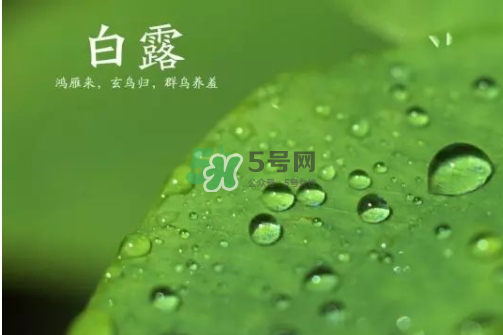 白露可以種什么菜？白露過(guò)后能種植什么蔬菜？