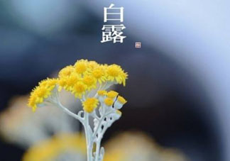 白露可以種什么菜？白露過后能種植什么蔬菜？