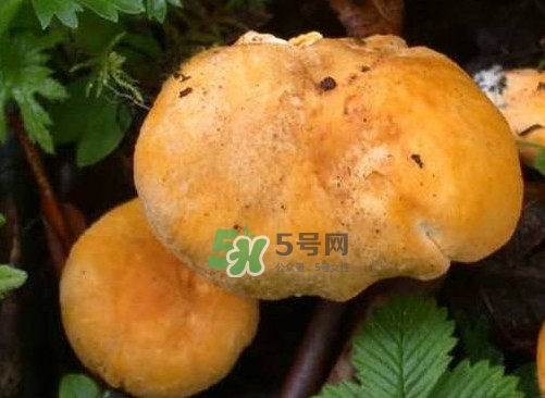 新鮮雞油菌怎么保存？干雞油菌怎么保存