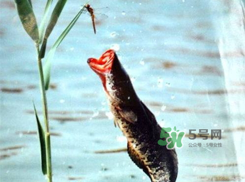 九月份可以釣黑魚嗎？9月份可以釣黑魚嗎？