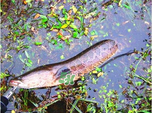 九月份可以釣黑魚嗎？9月份可以釣黑魚嗎？