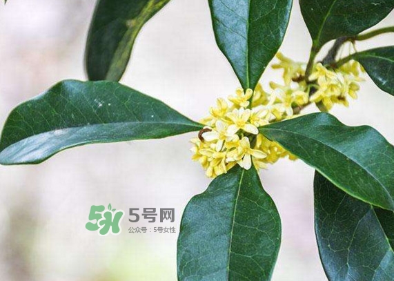 桂花樹(shù)種在院子哪里好？桂花樹(shù)種在家門(mén)口好嗎