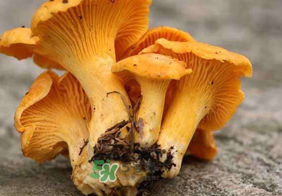 雞油菌怎么清洗？雞油菌要焯水嗎