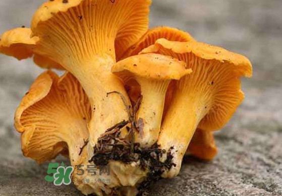 雞油菌什么季節(jié)有？雞油菌什么時(shí)候采摘