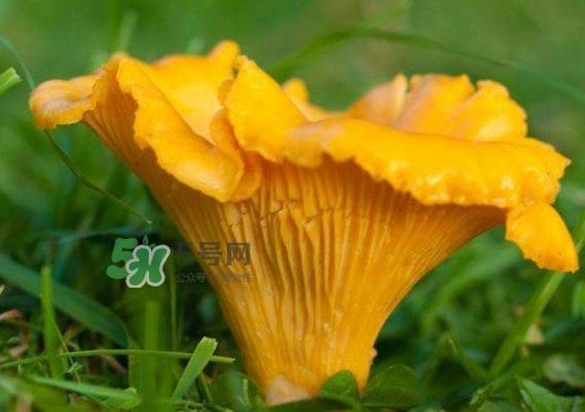 雞油菌孕婦能吃嗎？孕婦可以吃雞油菌嗎