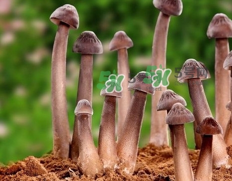 雞樅菌多少錢一斤？干雞樅菌多少錢一斤