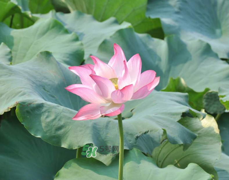 荷花桿可以吃嗎？荷花桿怎么吃？