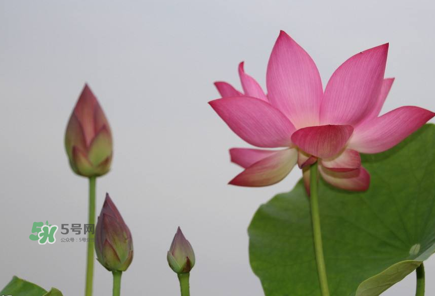 荷花桿可以吃嗎？荷花桿怎么吃？