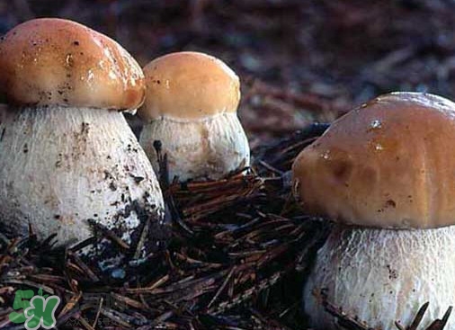 牛肝菌要泡發(fā)多久？牛肝菌怎么清洗