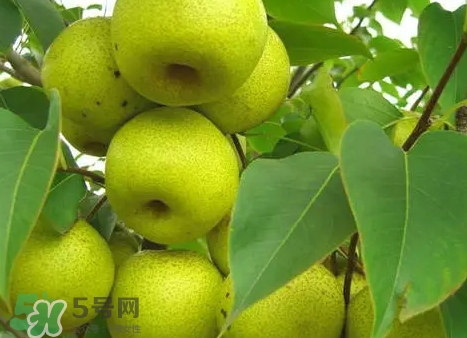 綠寶石梨多少錢一斤？綠寶石梨價(jià)格表