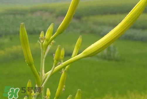 黃花菜是植物的什么部分？黃花菜要去芯嗎？