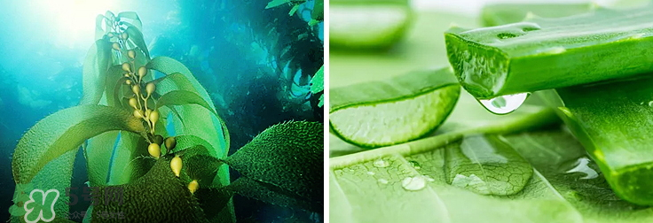 紀(jì)皙妍氣墊bb霜怎么樣？紀(jì)皙妍氣墊好不好用？
